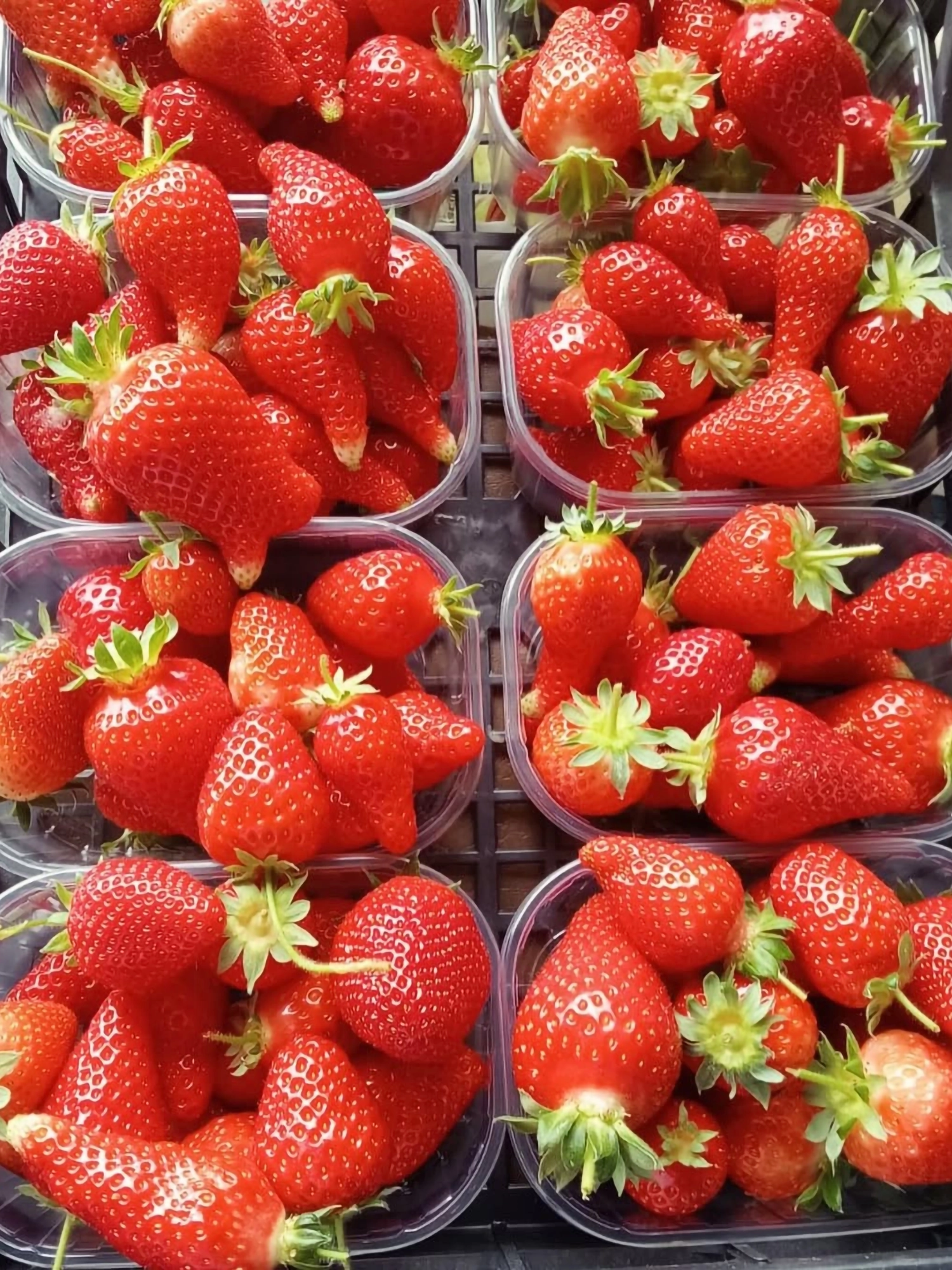 lahacienda-fragole